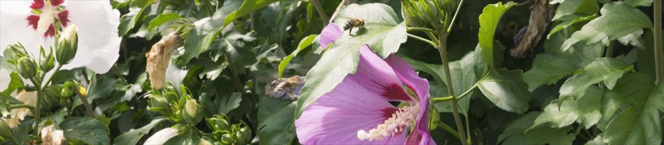 bienen25