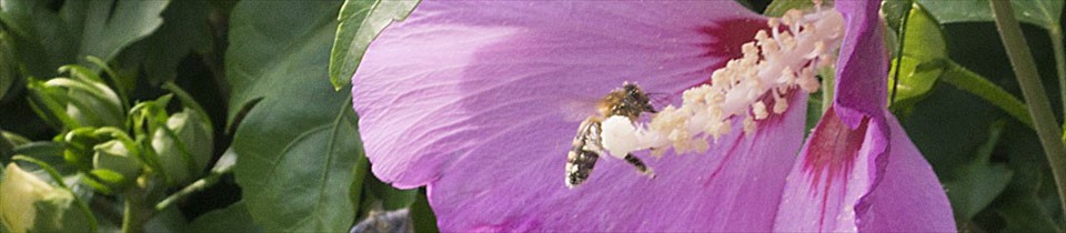 bienen26