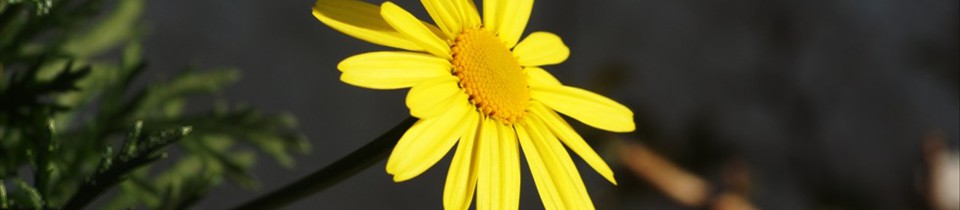 margarite