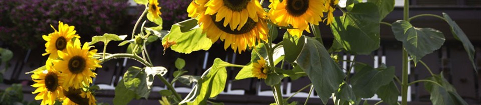 sonnenblume4