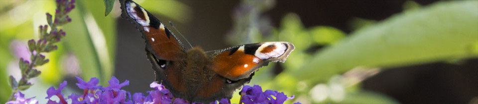 tagpfauenauge02
