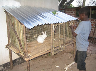 der Hase in seinem neuen Zuhause